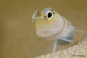 Hello !
(Ecsenius minutus) by Raoul Caprez 